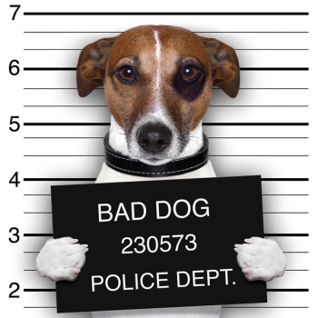 BAD DOG G2054 PINTDECOR Rahmen