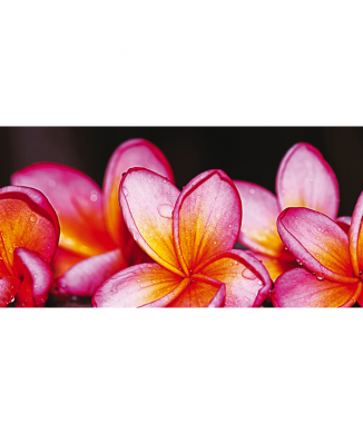 Rahmen G1134 PINTDECOR SCHÖNE BLUMEN