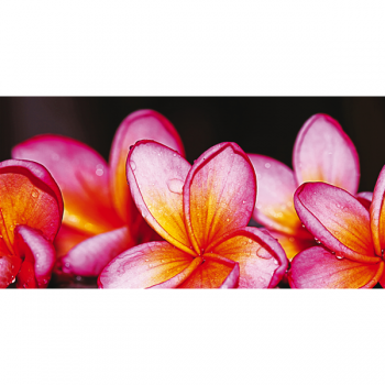 Rahmen G1134 PINTDECOR SCHÖNE BLUMEN