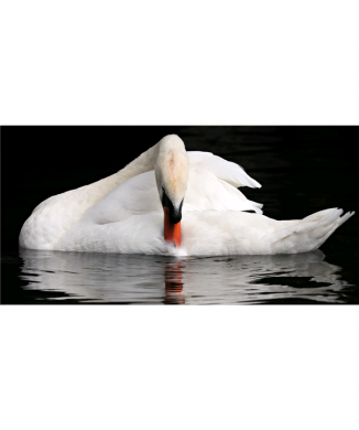 Schwan Gemälde G5922 PINTDECOR