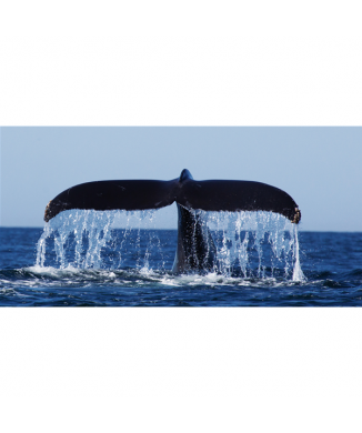WHALE TAIL G2040 PINTDECOR Gemälde