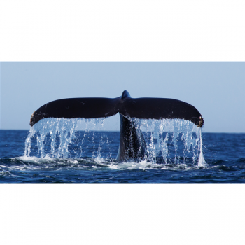 WHALE TAIL G2040 PINTDECOR Gemälde