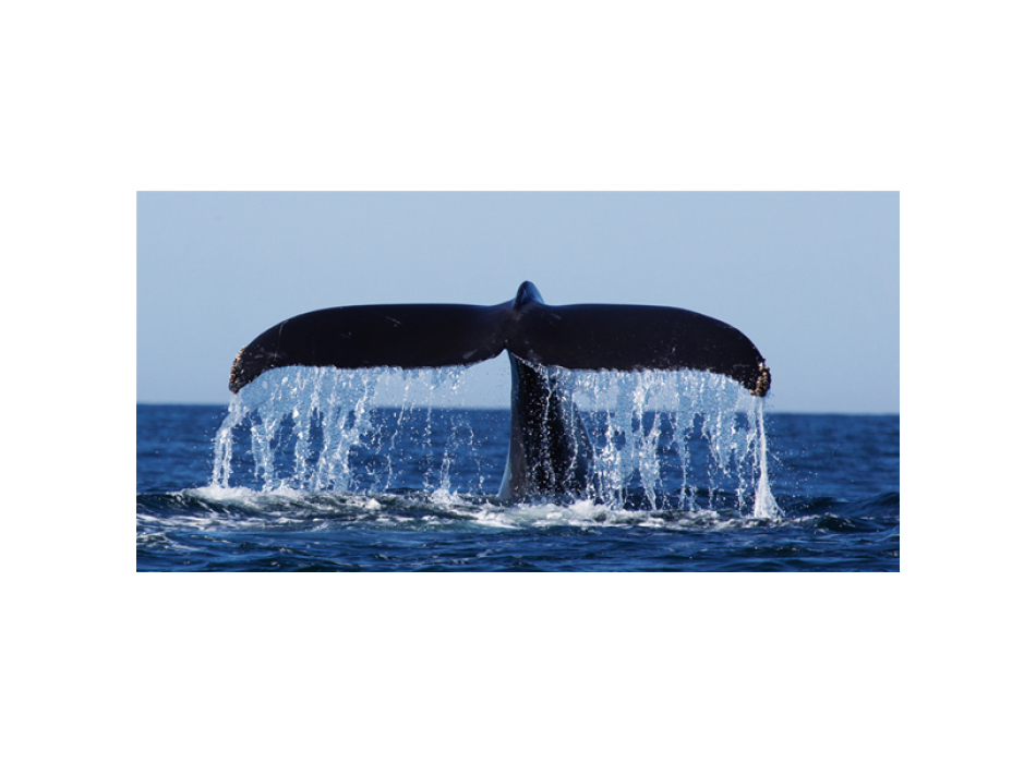 WHALE TAIL G2040 PINTDECOR Gemälde