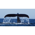 WHALE TAIL G2040 PINTDECOR Gemälde