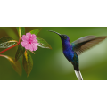 COLIBRI G2074 PINTDECOR-Rahmen