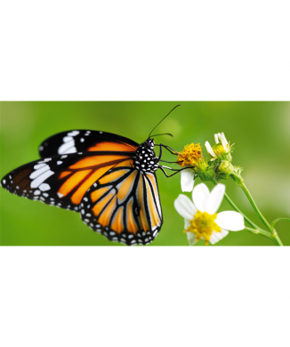 Schmetterling auf der Blume G2080 PINTDECOR Gemälde