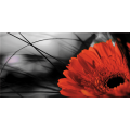 Gemälde „Rote Gerbera“ G2512 PINTDECOR