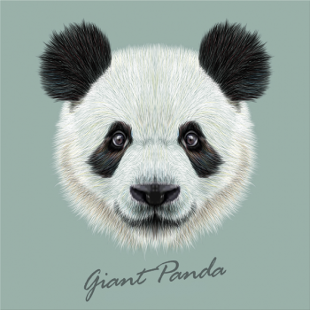 GIANT PANDA Rahmen G3382 PINTDECOR