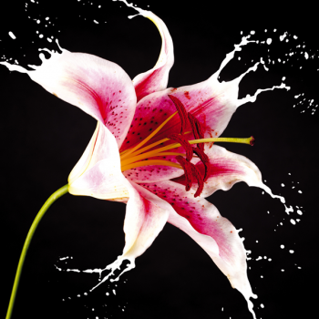 RED LILY G1962 PINTDECOR Gemälde
