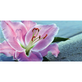 LILY G5220 PINTDECOR Gemälde