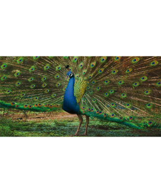Gemälde PFAU G3258 PINTDECOR