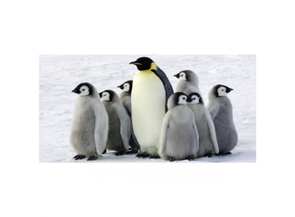 PINGUINE G2018 PINTDECOR Gemälde