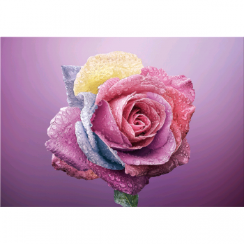 COLORFUL ROSE G5268 PINTDECOR Gemälde