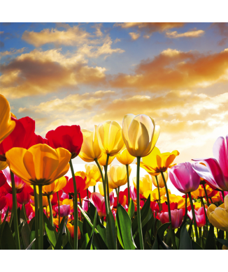 Bunte Tulpen G1940 PINTDECOR Gemälde