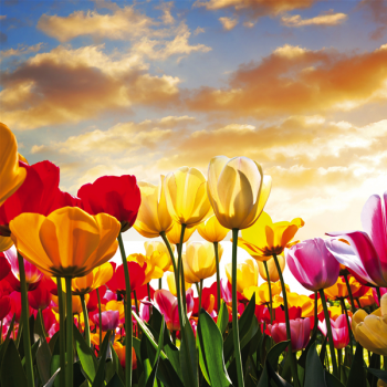 Bunte Tulpen G1940 PINTDECOR Gemälde