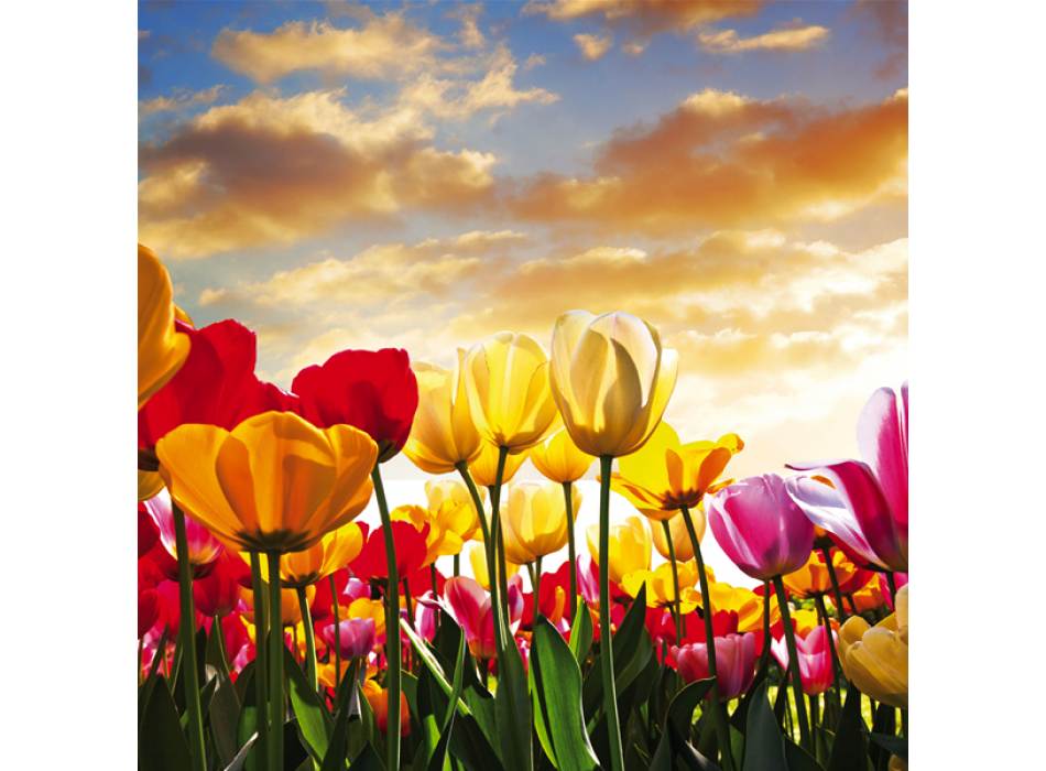 Bunte Tulpen G1940 PINTDECOR Gemälde
