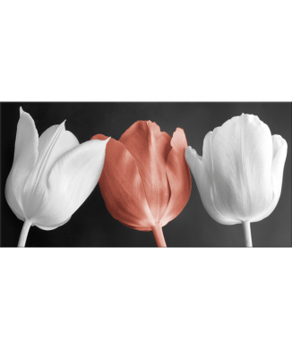 TULIPES Rahmen G2520 PINTDECOR
