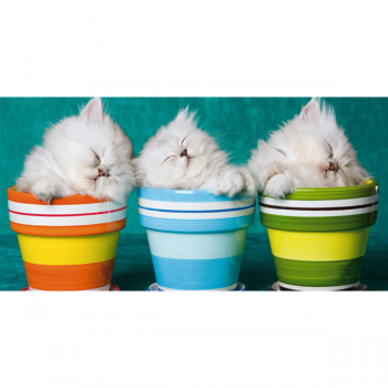 Obraz 3 KOŤÁTKA G1590 PINTDECOR