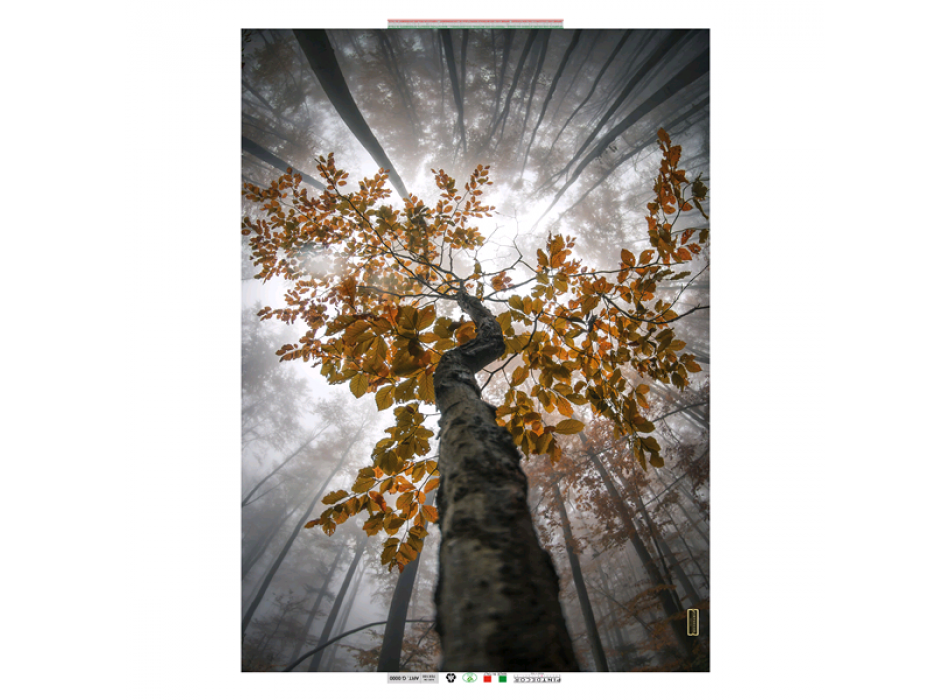 Obraz STROM G5328 PINTDECOR