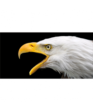 Obraz EAGLE G5916 PINTDECOR