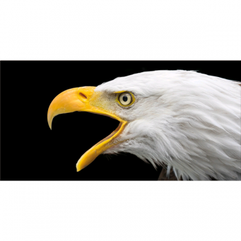 Obraz EAGLE G5916 PINTDECOR