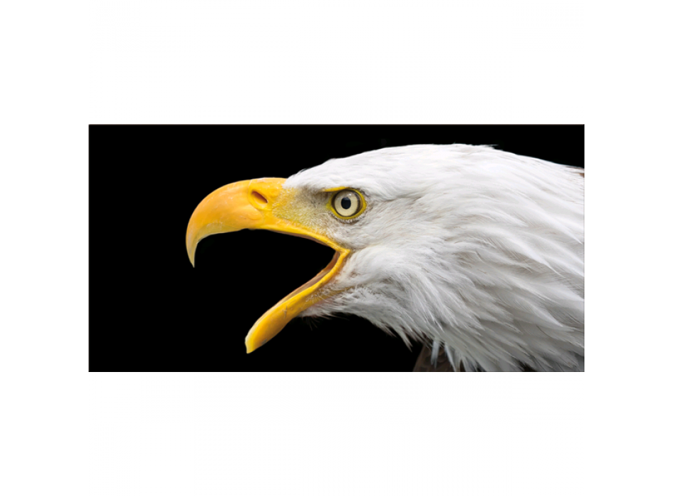 Obraz EAGLE G5916 PINTDECOR