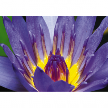 Obraz LILAC BUDDING G1902 PINTDECOR