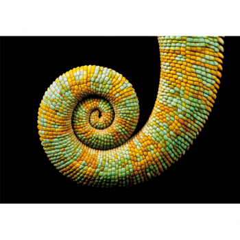 Obraz CHAMELEON G3246 PINTDECOR