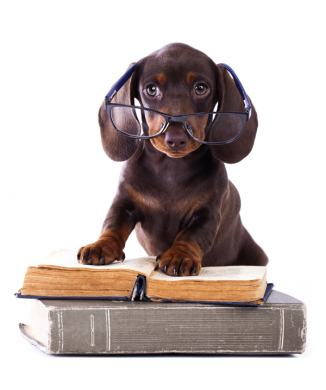 Obraz STUDIOS DOG G2056 PINTDECOR