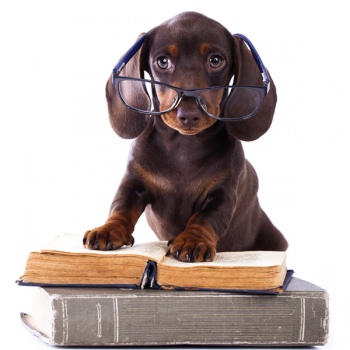 Obraz STUDIOS DOG G2056 PINTDECOR