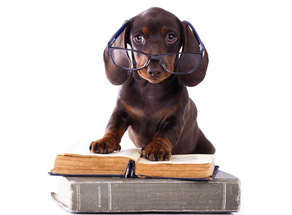 Obraz STUDIOS DOG G2056 PINTDECOR