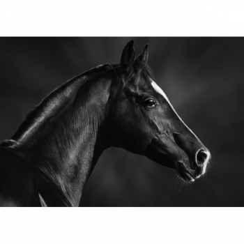 ČERNÝ NÁHLAVNÍK PRO KŮŇ G1998 PINTDECOR