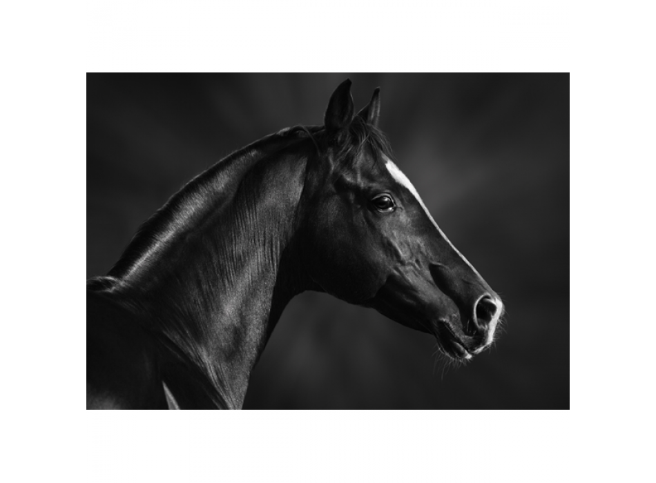 ČERNÝ NÁHLAVNÍK PRO KŮŇ G1998 PINTDECOR