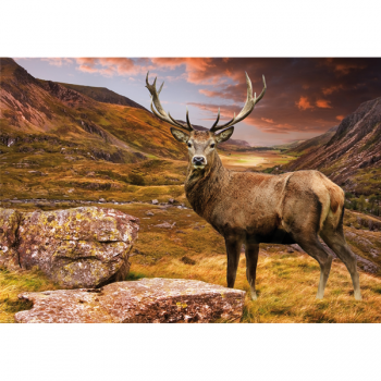 Obraz JELEN G3272 PINTDECOR