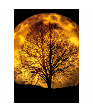 Obraz MOONLIGHT G5786 PINTDECOR