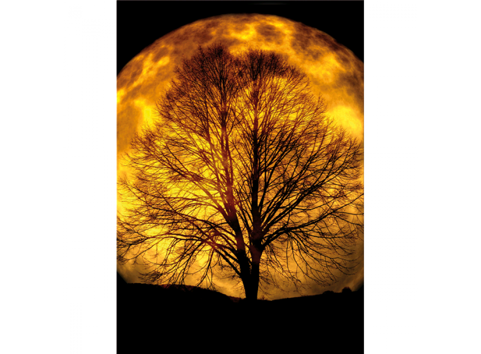 Obraz MOONLIGHT G5786 PINTDECOR