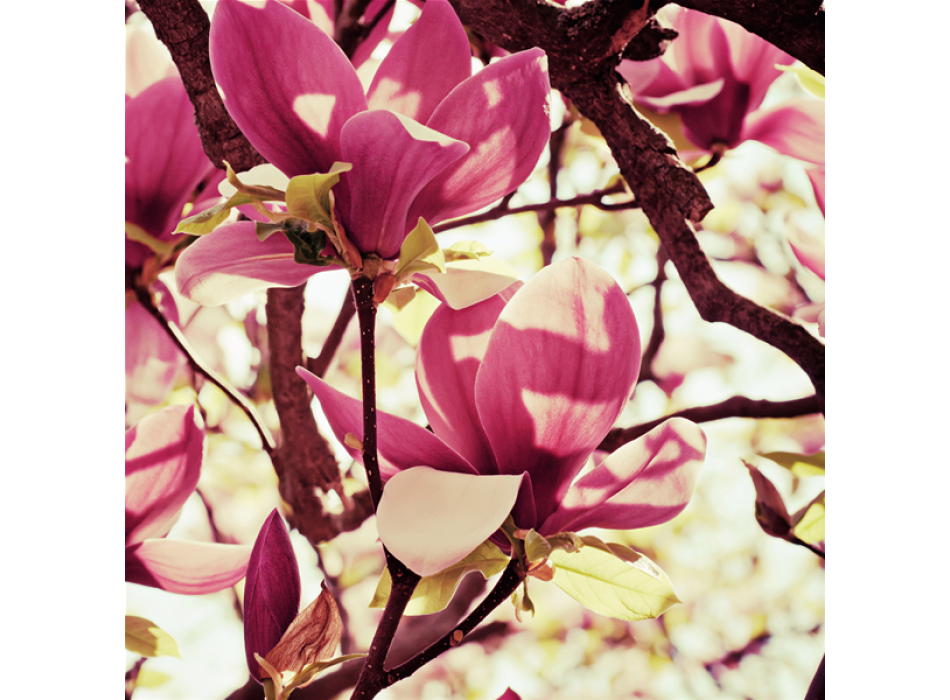 Lakování CYCLAMEN G1162 PINTDECOR