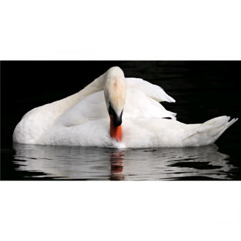 Obraz SWAN G5922 PINTDECOR