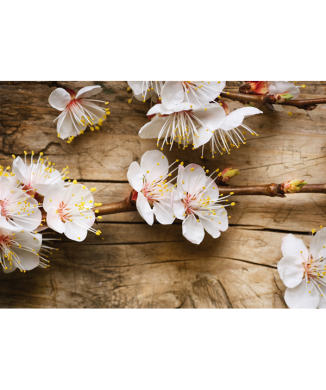 Obraz TŘEŠŇOVÝ KVĚT G1970 PINTDECOR