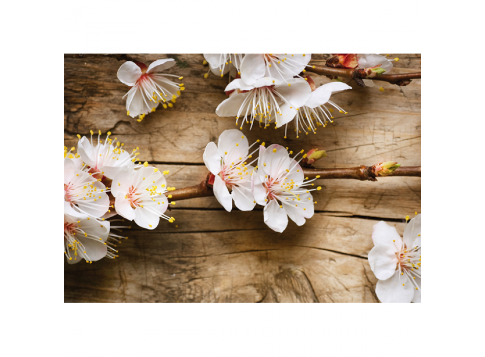 Obraz TŘEŠŇOVÝ KVĚT G1970 PINTDECOR