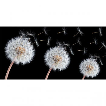 Obraz PAMPELIŠKA G2536 PINTDECOR