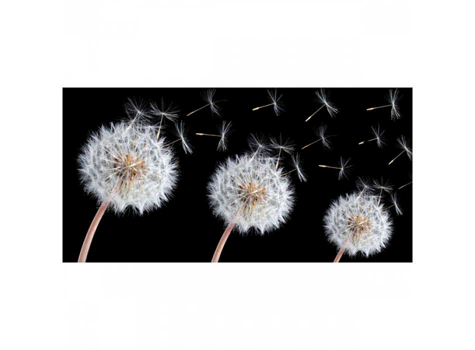 Obraz PAMPELIŠKA G2536 PINTDECOR