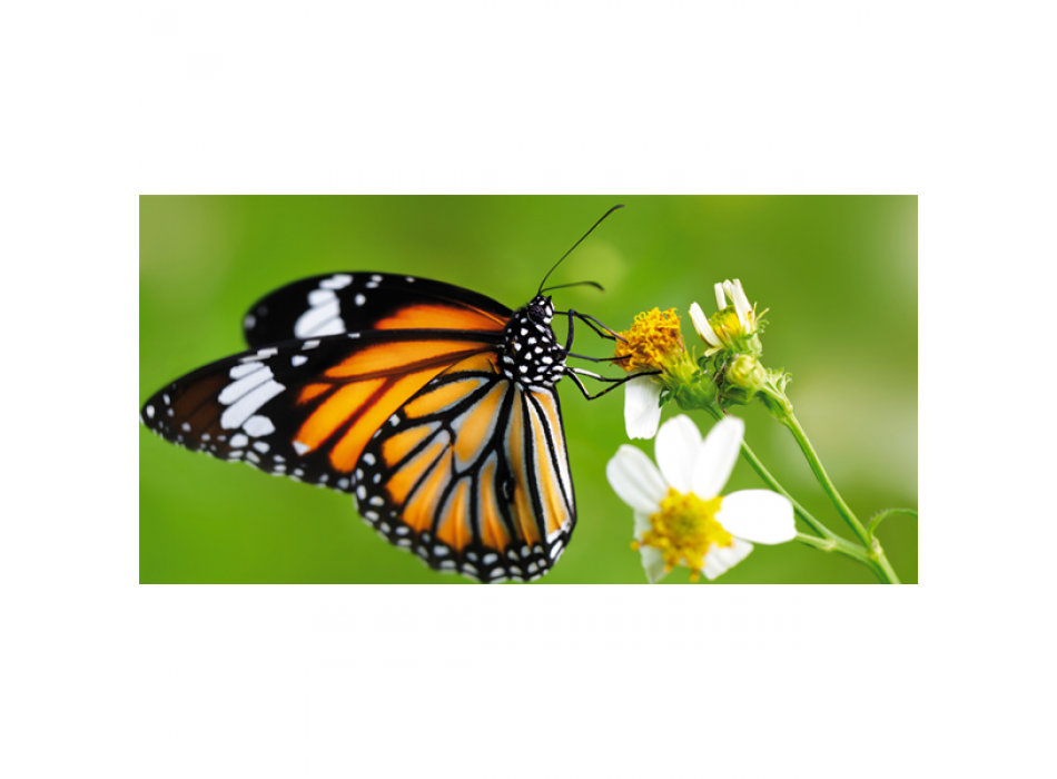 Obraz MOTÝL NA KVĚTINĚ G2080 PINTDECOR