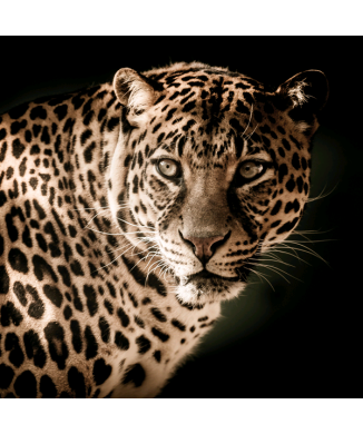 Obraz FELIX G5744 PINTDECOR