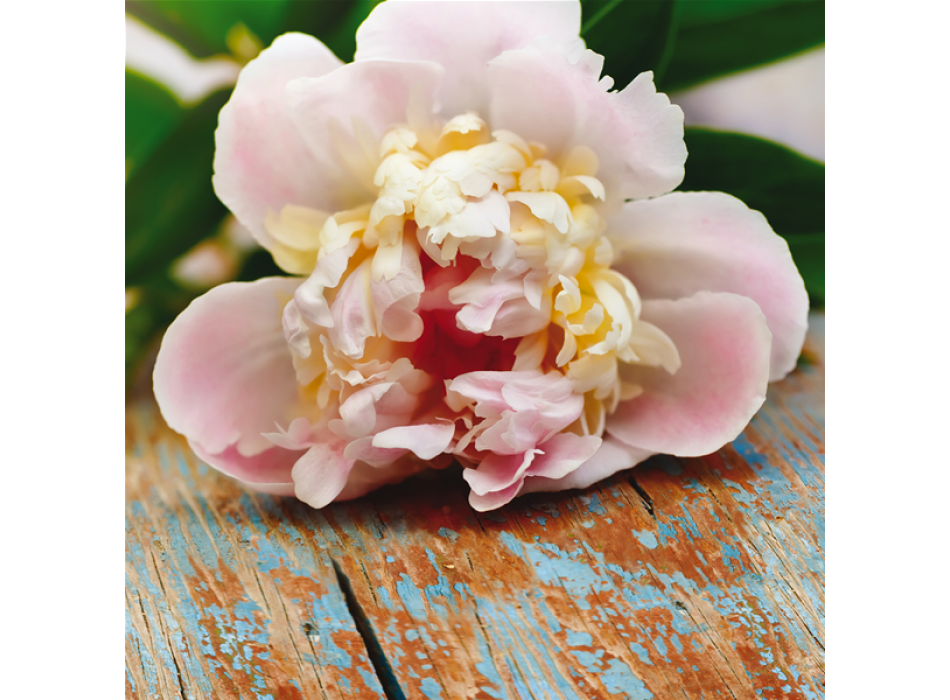 KVĚTINA NA STOLE G1072 PINTDECOR obraz