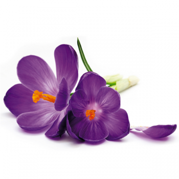 Obraz FIALOVÝ KVĚT G1892 PINTDECOR