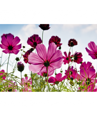 Obraz divokých květin G1904 PINTDECOR