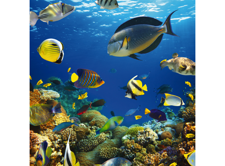 MOŘSKÉ POZADÍ G2048 PINTDECOR Obraz