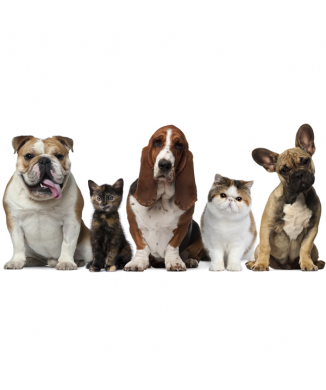 RODINNÁ FOTOGRAFIE G2062 PINTDECOR