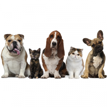 RODINNÁ FOTOGRAFIE G2062 PINTDECOR